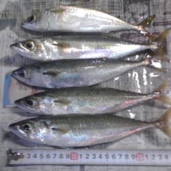 ヘダイ、サバ、アジ